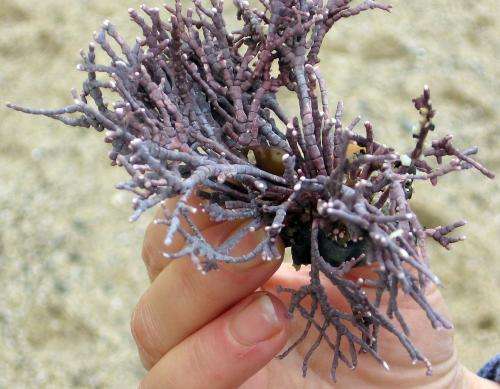 Mexican Researcher identifies new species of marine algae