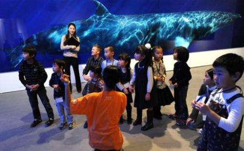 A life-sized photograph of a dwarf minke whale is displayed behind children at a Tokyo exhibition on December 8, 2010