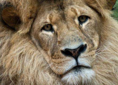 A lion called Bruiser rests in its enclosure at the Taronga Zoo in Sydney on January 8, 2013