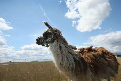 A llama grazes on a plot of land at O'Hare Airport in Chicago on August 13, 2013