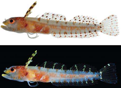 A lucky catch: A tiny new fish, Haptoclinus dropi, from the southern Caribbean