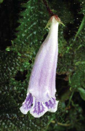 A Malaysian beauty: Newly described endemic herb species under threat of extinction