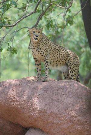 A male African cheetah named Dark at the Nehru Zoological Park in Hyderabad, India on May 12, 2012