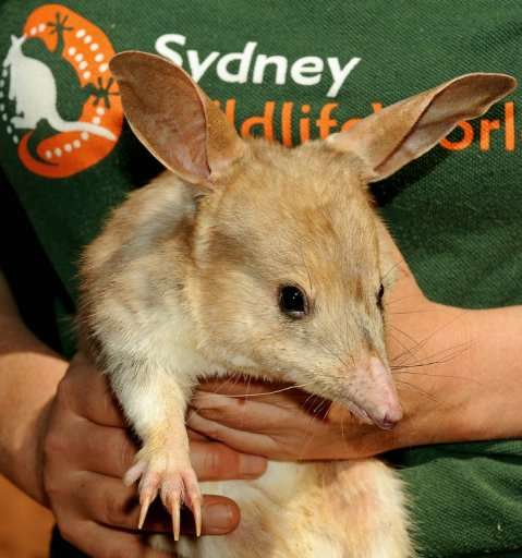A male bilby is shown at Sydney Wildlife World, September 11, 2009