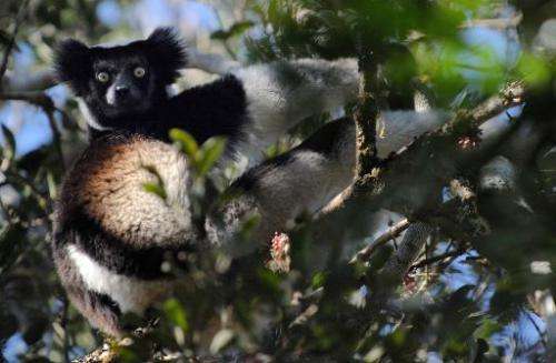 A male Indri Indri Lemur sits in a tree as he feeds on leaves, at a nature reserve in Andasibe, Madagascar, on September 17, 200