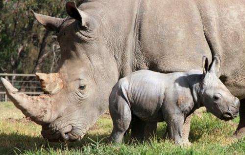 A male white rhinoceros calf at Taronga Western Plains Zoo in Sydney is shown May 14, 2013