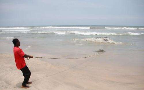 A man pulls at a rope tied to a dead whale on September 5, 2013 in Kokrobite, a coastal village just outside Accra