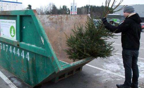A man puts a Christmas tree into a special container in Vilnius, Lithuania, on January 7, 2013