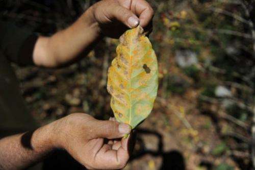A man shows a leaf of coffee plant affected by Roya at San Victor farm in Guatemala on January 17, 2013