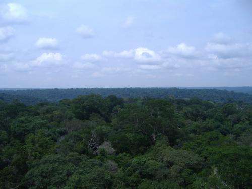 Amazon rainforest more able to withstand drought than previously thought