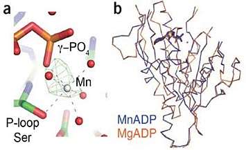 A metal switch to control motor proteins