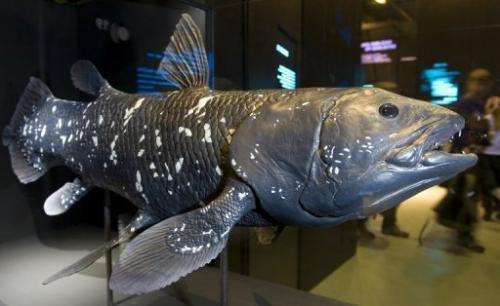A model of a &quot;coelacanth fish&quot; is displayed at the exhibition hall on November 4, 2010 in Dresden, eastern Germany
