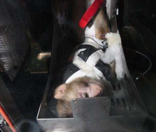 A monkey inside the replica capsule of an Iranian-made rocket in Tehran on February 7, 2011