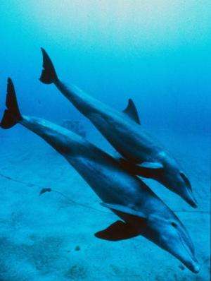 A mother and juvenile bottlenose dolphin