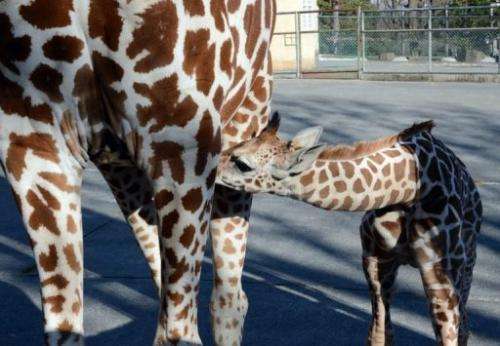 A mother giraffe suckle her one-month-old baby at Tokyo's Tama Zoo on February 9, 2013