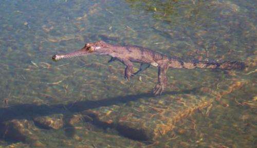 An adult male dwarf crocodile is pictured in the Bullo River in Australia's Northern Territory in August 2006