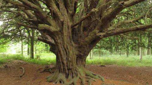 Analysis of yew wood