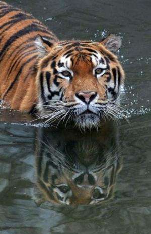 An Amur tiger bathes in a pool at the Kiev Zoo in the Ukrainian capital on September 17, 2010