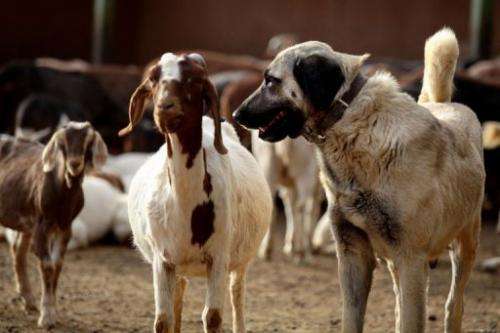 An Anatolian Shepherd dog guards a herd of goats at the Cheetah Conservation Fund  center in Otjiwarongo, Namibia