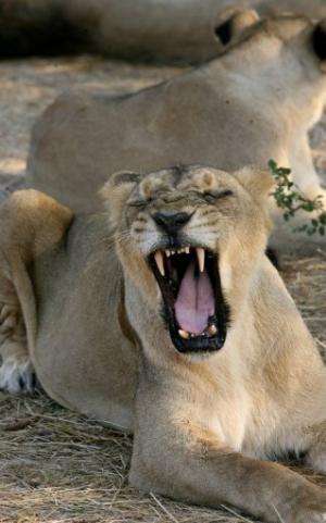 An Asiatic lion yawns near the village of Sasan on the edge of Gir National Park in India on 10 December 2007