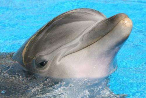 An Atlantic bottlenose dolphin sticks its head out of the water in Las Vegas on May 3, 2008