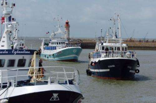 Anchovy fishing boats arrive in the port of Saint-Nazaire, western France on July 10, 2007