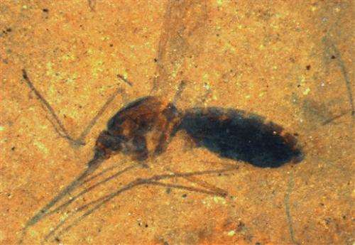 Ancient bug's last supper of blood still in fossil