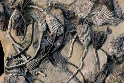 Ancient fossilized sea creatures yield oldest biomolecules isolated directly from a fossil