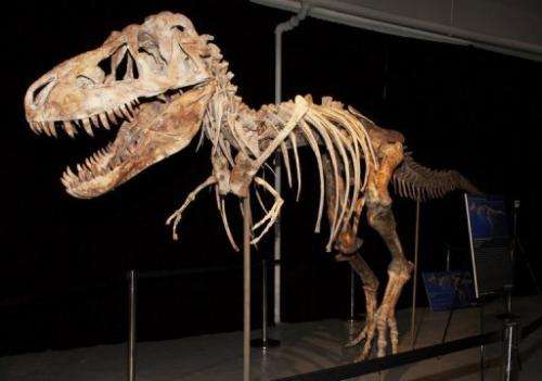 A nearly complete Tyrannosaurus bataar dinosaur skeleton looted from the Gobi Desert in Mongolia