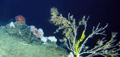 An ecosystem-based approach to protect the deep sea from mining