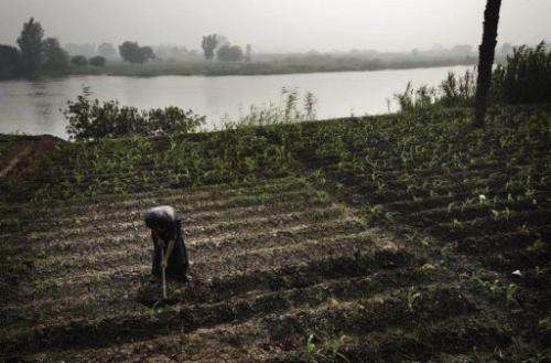 An Egyptian farmer tends to his fields on the banks of the Rasheed river in the northern Giza province on June 22, 2013