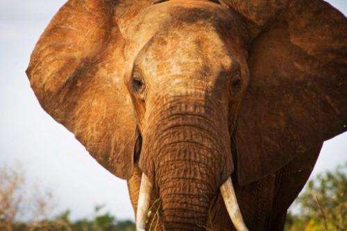 An elephant in Tsavo East National Park in southern Kenya on January 31, 2013