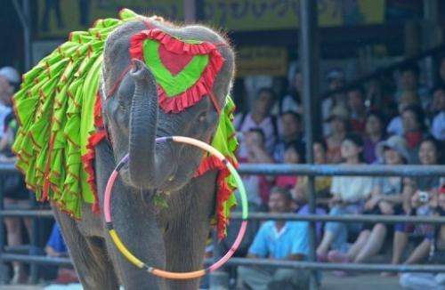 An elephant performs for tourists during a show in Pattaya, on March 1, 2013
