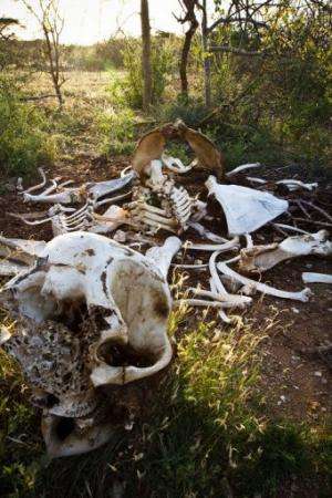 An elephant skeleton minus its tusks is pictured in Kora National Park, Kenya on January 29, 2013