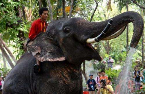 An elephant sprays water at Dusit Zoo in Bangkok on April 10, 2013 during the Songkran festival