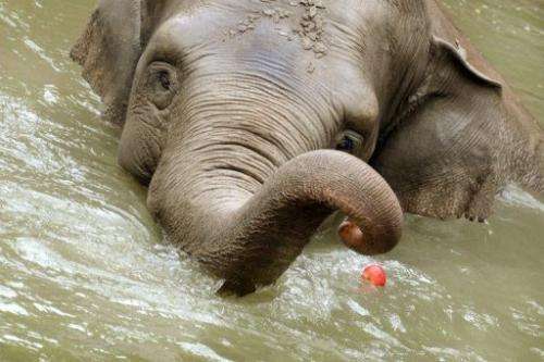 An elephant takes a bath in Leipzig zoo, in Germany, on July 28, 2013