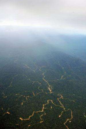 A network of logging roads on a forested mountain in West Kalimantan province on Borneo island on July 6, 2010