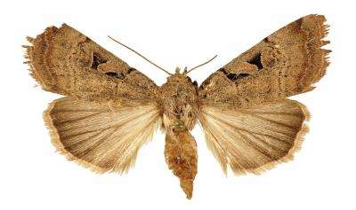 A new Anagnorisma moth species from the beautiful Binaloud Mountain Iran