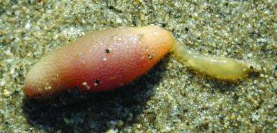 A new bizarrely shaped spoon worm, Arhynchite hayaoi, from Japan