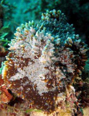 A new coral reef species from the Gambier Islands, French Polynesia