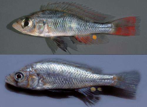 A new fish species from Lake Victoria named in honor of the author of Darwin's Dreampond