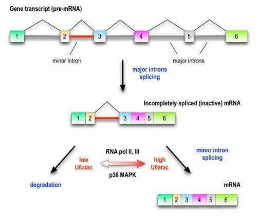 A new gene-expression mechanism is a minor thing of major importance