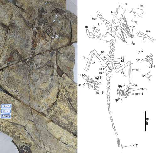 A new Haramiyid indicating a complex pattern of evolution in Mesozoic mammals