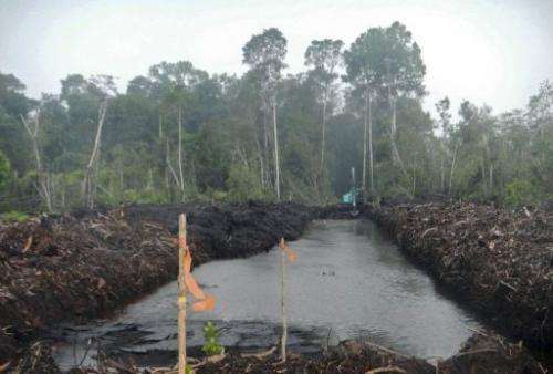 A new peat canal in a peatland forest in West Kalimantan province of Indonesia's Borneo island, March 16, 2013