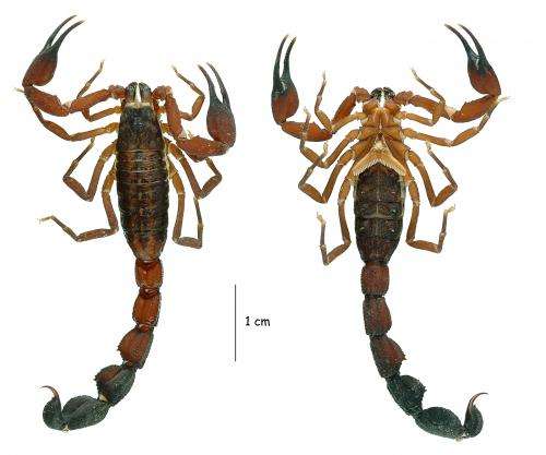 A new scorpion species adds to the remarkable biodiversity of the Ecuadorian Andes