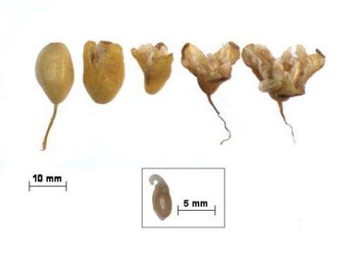 A new typology of seed development in late winter-flowering temperate woodland plants