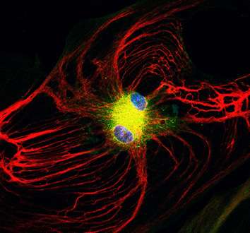A new weapon against stroke: Stem cell study uncovers the brain-protective powers of astrocytes