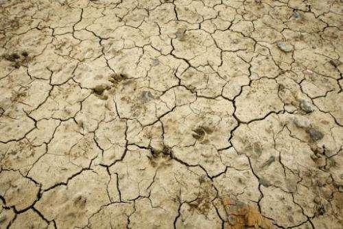 Animal footprints are visible in dry and cracked mud on the bank of the Bewl water reservoir in Kent on April 5, 2012