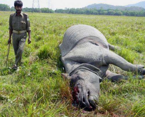 An Indian forest official in Nagon on March 23, 2013, walks past the body of a rhino killed by poachers