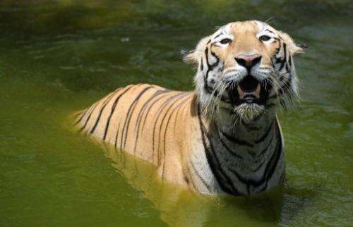 An Indian Royal Bengal tiger pictured at the Nehru Zoological Park in Hyderabad, southern India, on June 5, 2010